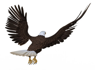 Seeadler, Freisteller