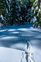 Julian Alps immersed in snow. Riofreddo Valley, wild and magical