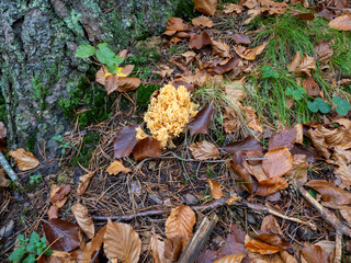 mushrooms in the forest