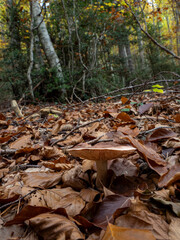 mushrooms in the forest