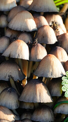  pale toadstool mushrooms growing in forest on sunny autumn day