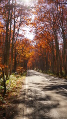 Obraz premium 紅葉の八甲田の森