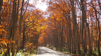 紅葉の八甲田の森
