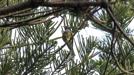 Australasian Figbird (Sphecotheres vieilloti) male