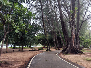 road in the woods