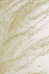 Pampas grass neutral beige color background close up. Plant texture. Scandinavian minimalistic home design poster.