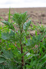 Artemisia vulgaris common mugwort allergen flowering