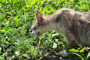 Cat in the garden