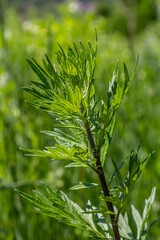 Artemisia vulgaris common mugwort allergen flowering