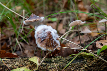 Close-up of mushrooms with a moldy cap in a wooded area