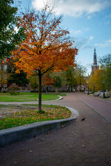 A vibrant autumn tree with fiery orange leaves stands beside a winding brick pathway leading towards a historic clock tower, and university campus in Leiden, Netherlands.