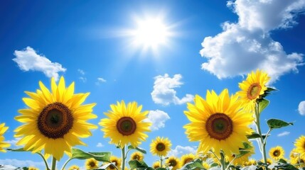 Obraz premium Sunflower Field in Full Bloom Under a Blue Sky with Radiant Sunlight and Fluffy White Clouds
