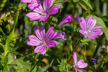 Fototapeta premium Close-up of beautiful flowers in the sun in spring. Malva common. Malva sylvestris. Common mallow