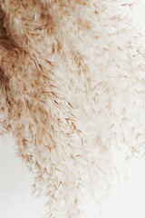 Pampas grass texture neutral beige color background close up. Plant texture. Scandinavian minimalistic  home design poster.