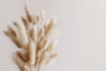 Dry fluffy flowers bouquet on beige background template with copy space.  fluffy bunny tails Tan...