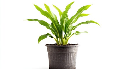 Fototapeta premium Corn plant in a pot viewed from the front isolated on a white background