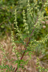 Artemisia vulgaris common mugwort allergen flowering