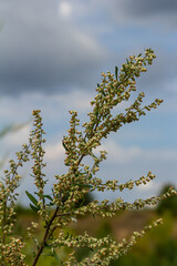 Artemisia vulgaris common mugwort allergen flowering