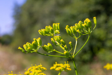 A shallow depth of field of the flowers of Parsnip, Pastinaca sativa. Wild parsnip is a root vegetable closely related to carrot and parsley all belong to the family Apiaceae