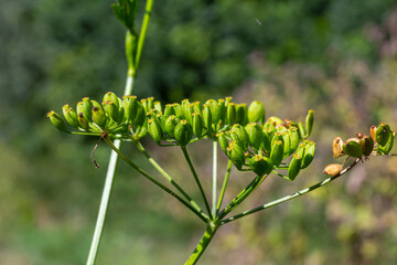 A shallow depth of field of the flowers of Parsnip, Pastinaca sativa. Wild parsnip is a root vegetable closely related to carrot and parsley all belong to the family Apiaceae