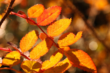  Autumn rose bush leaves in the garden after the rain. Shallow DOF