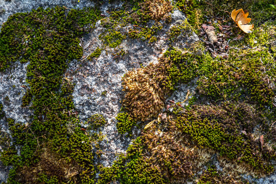 Granite moss, also called rock moss in nature