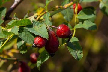 Red dog rose berries in autumn season. Many Red rosehip fruits and green leaves in sunny day