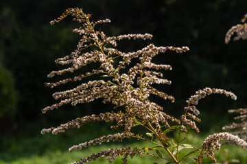Canadian goldenrod, cluster of small yellow flower heads, close up. Solidago canadensis or brendiae is an ornamental perennial herb, herbaceous flowering plant of the family Asteraceae, Compositae