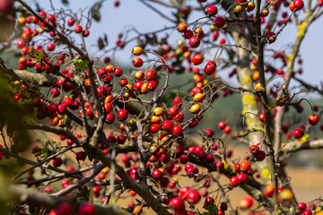 clusters of red fruits Crataegus coccinata tree close up