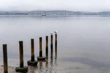 Birds in their natural environment