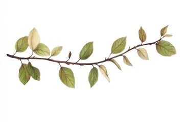 Fototapeta premium A simple and minimalist image of a branch with lush green leaves against a clean white background