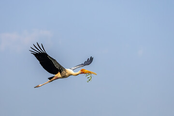 Flying painted Stork with good background, Bharatpur, India