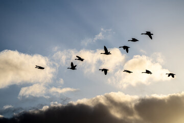 Canadian Geese Emigrating at sunset