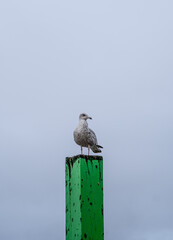 Seagull on a green post