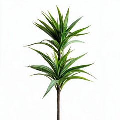 Fototapeta premium interior plants isolated on a light background