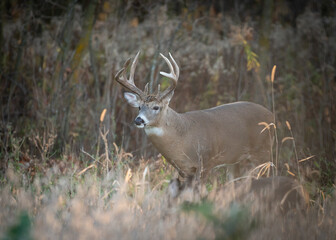 Mature whitetail buck during rut