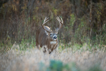 Mature whitetail buck during rut