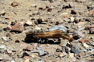 Scenic view of volcanic rock formations in desert during sunny day, Teide National Park, Tenerife