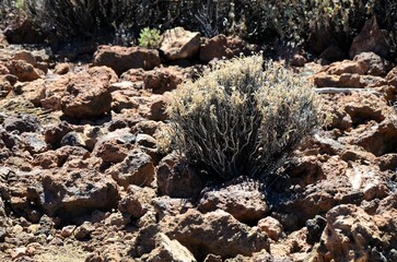 Scenic view of volcanic rock formations in desert during sunny day, Teide National Park, Tenerife
