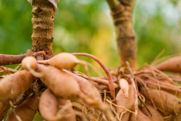 Dahlia tuber with viable eye, growth point close up. Lifted and washed dahlia tubers drying in afternoon autumn sun before winter storage. Autumn gardening jobs.