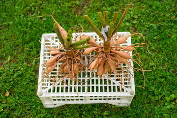 Lifted and washed dahlia tubers drying in afternoon autumn sun before winter storage. Autumn...