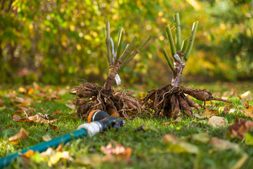 Washing dahlia plant tubers, cleaning and preparing them for winter storage. Autumn gardening jobs....