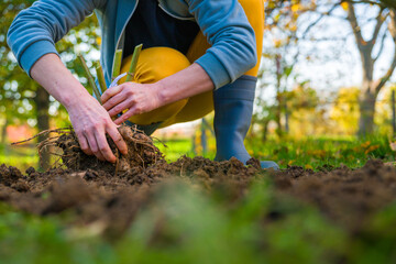 Woman digging up dahlia plant tubers, cleaning and preparing them for winter storage. Autumn...