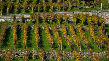 Vineyard rows in Italy, Castione Andevenno