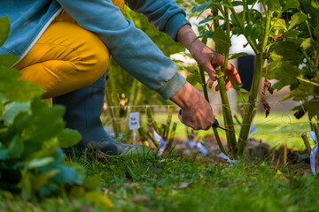 Woman using pruning shears to cut back dahlia plant foliage before digging up the tubers for winter storage. Autumn gardening jobs. Overwintering dahlia tubers.