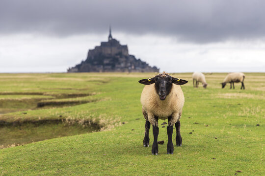 Portrait Schaf vor dem Kloster Le Mont Saint Michel