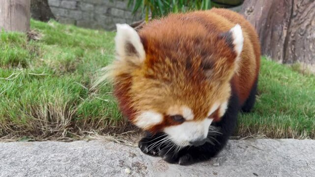 red panda eats fruit cubes. slow motion