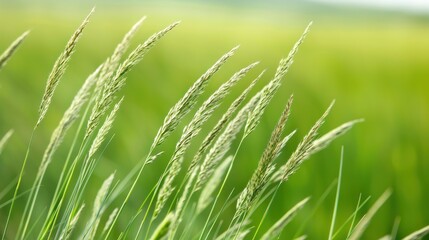 Lush green grass sways gently in the breeze, showcasing a peaceful, natural landscape.