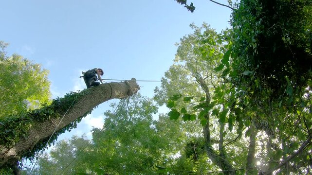 Female tree surgeon arborist dropping a huge section of Ash tree trunk stem