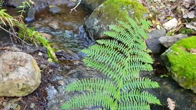 High-definition close-up shot of a fern (Pteridium genus) with vibrant autumn colors in the background, capturing the serene flow of a stream
